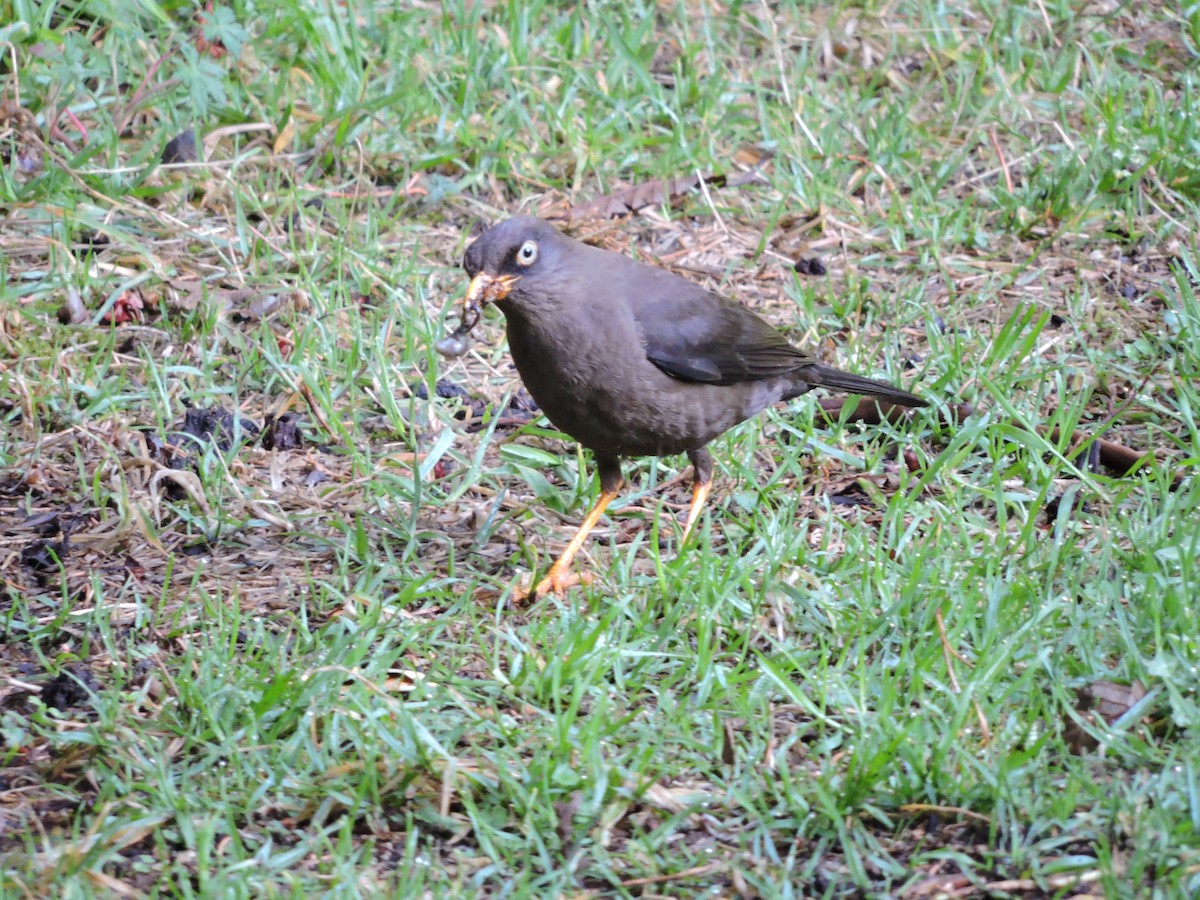 Sooty Thrush - ML114962131