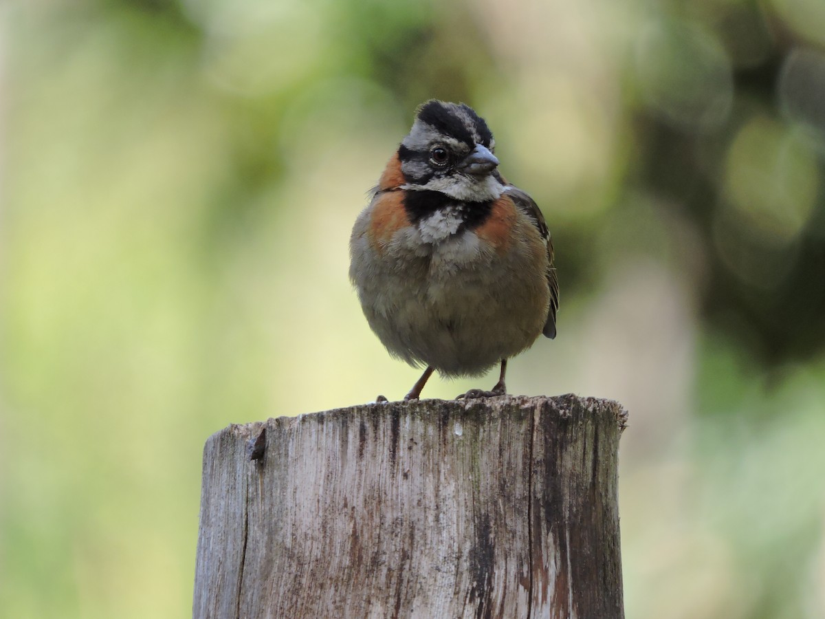 Rufous-collared Sparrow - Juan D Astorga