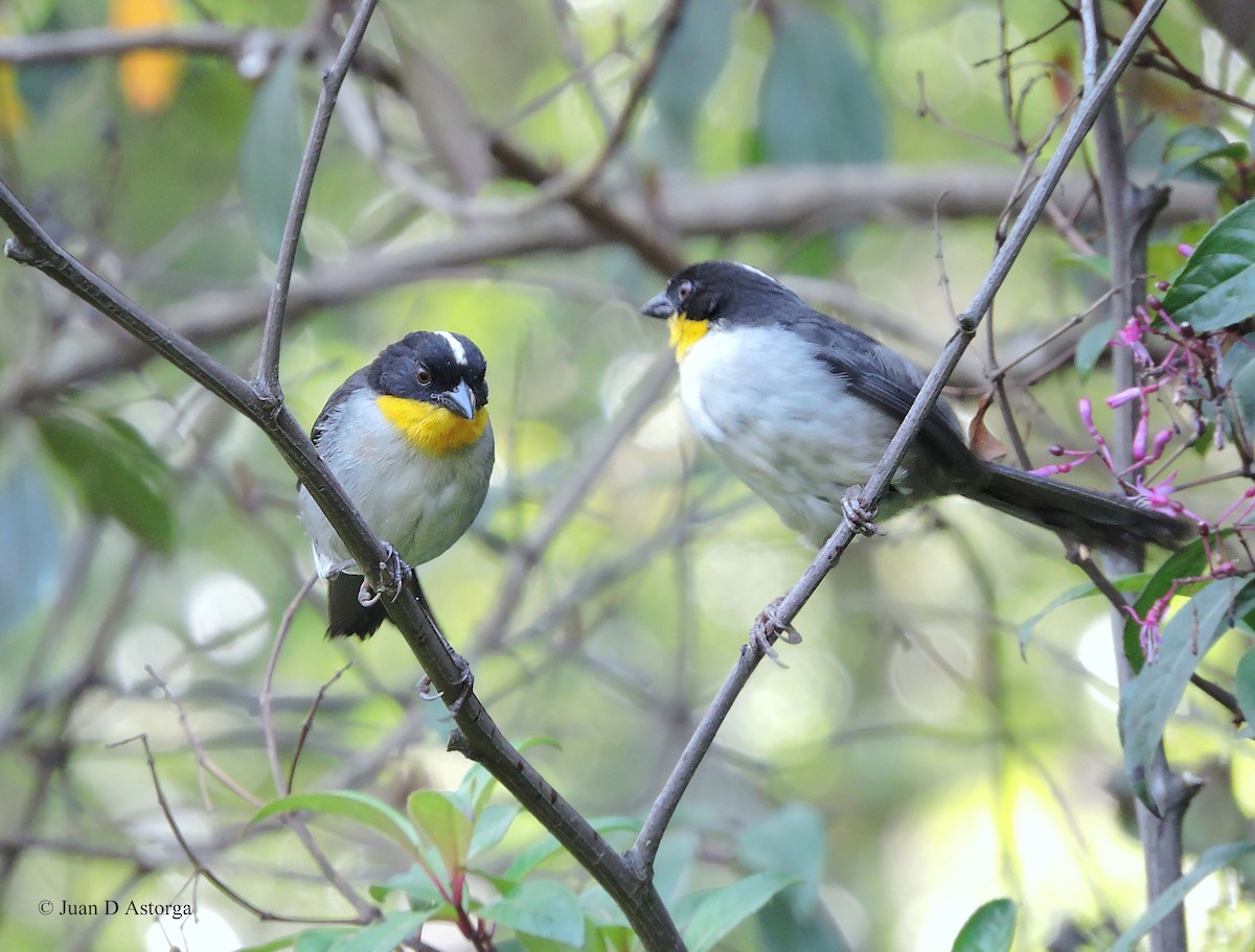 White-naped Brushfinch - ML114962661