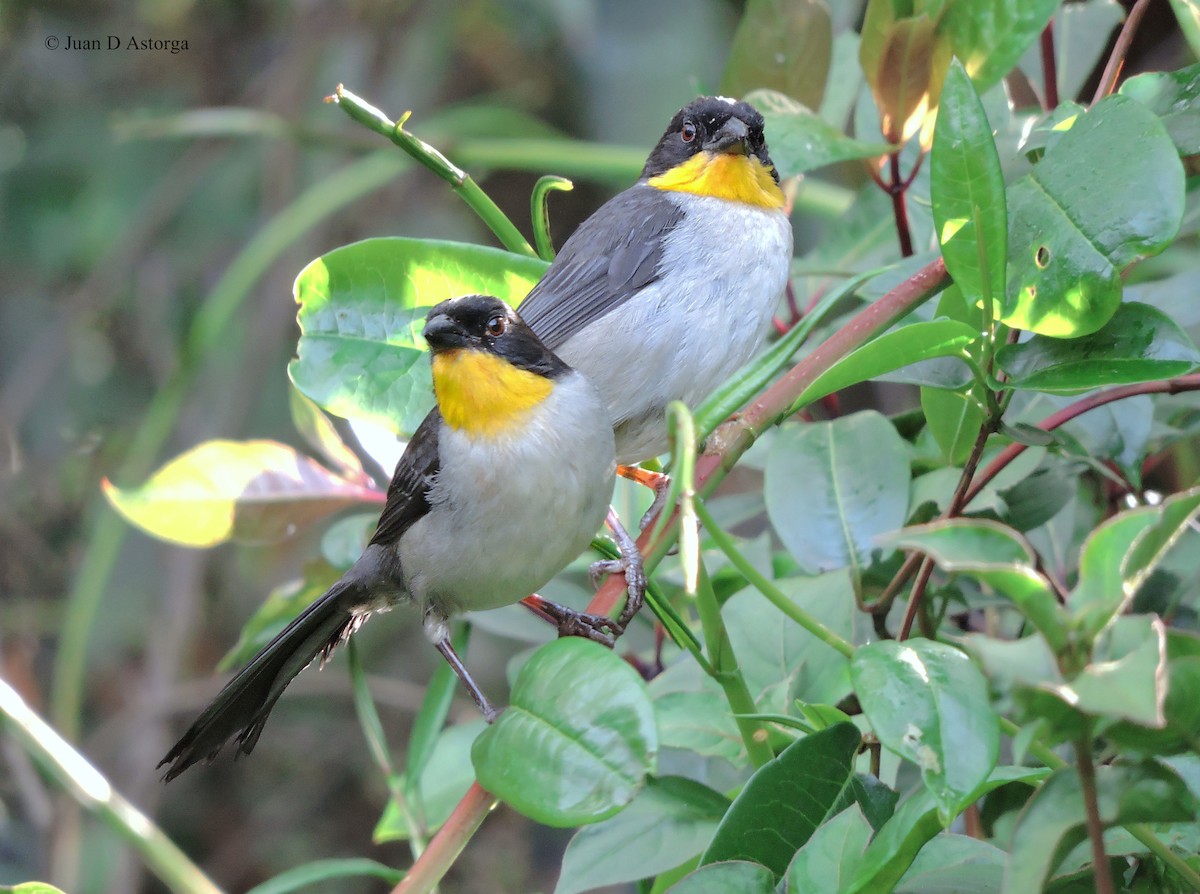 White-naped Brushfinch - ML114962671