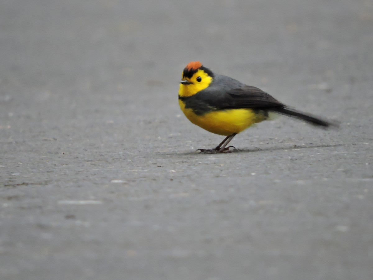 Collared Redstart - ML114963001