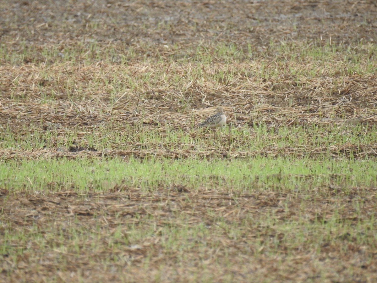 Buff-breasted Sandpiper - ML114964421