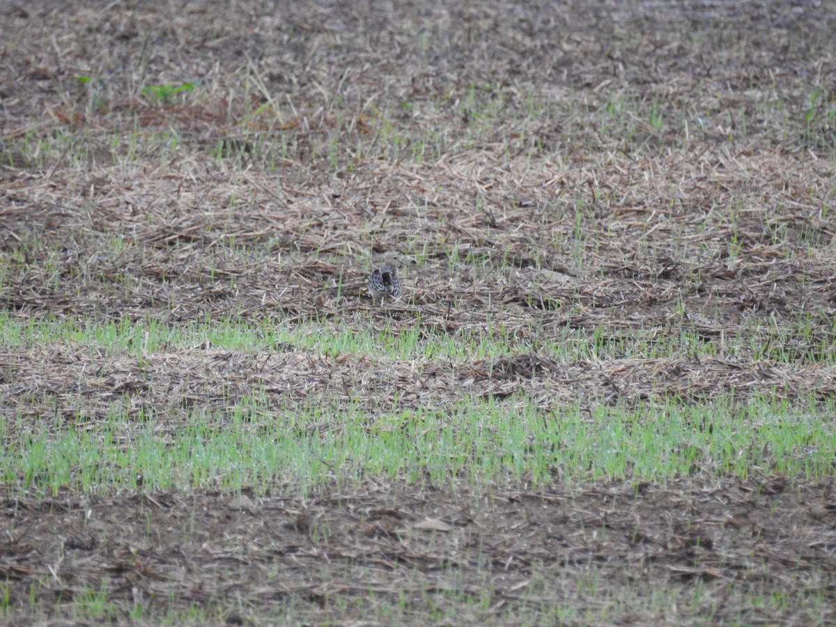 Buff-breasted Sandpiper - ML114964431