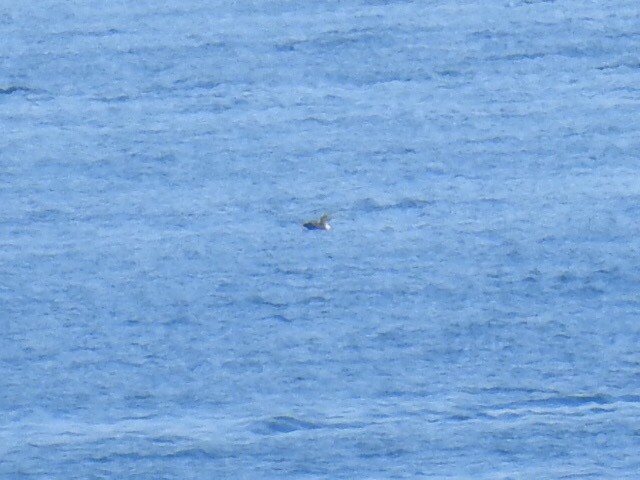 Blue-footed Booby - ML114964931