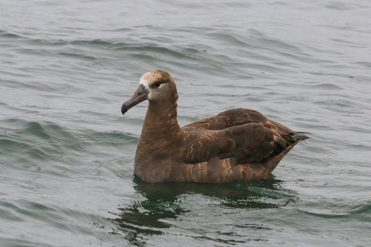 albatros černonohý - ML114966891