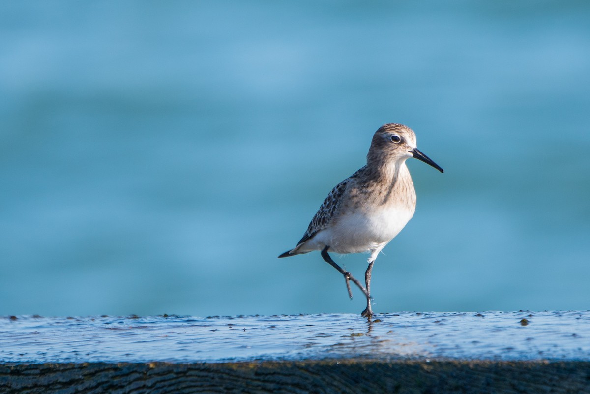 Baird's Sandpiper - ML114966991