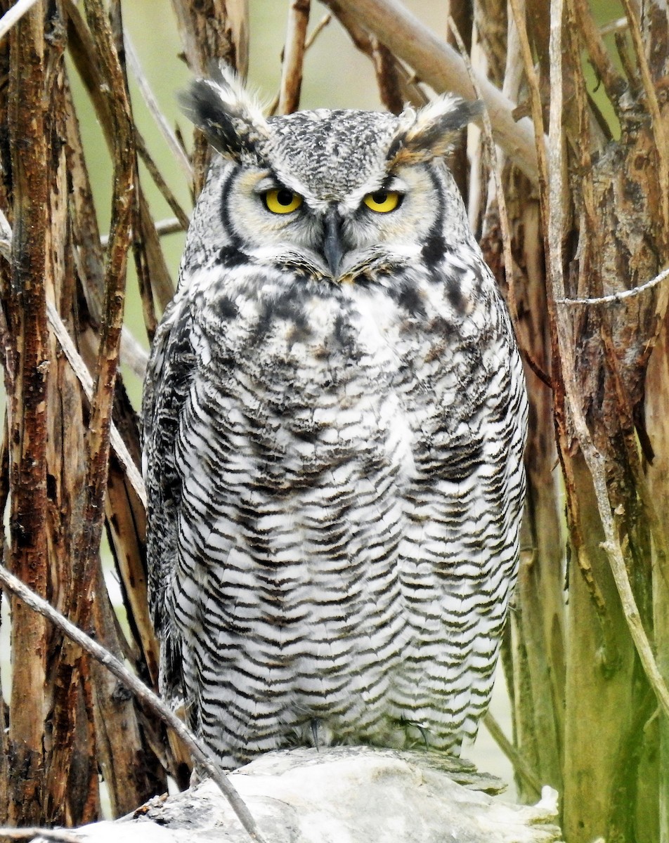 Great Horned Owl - ML114967621
