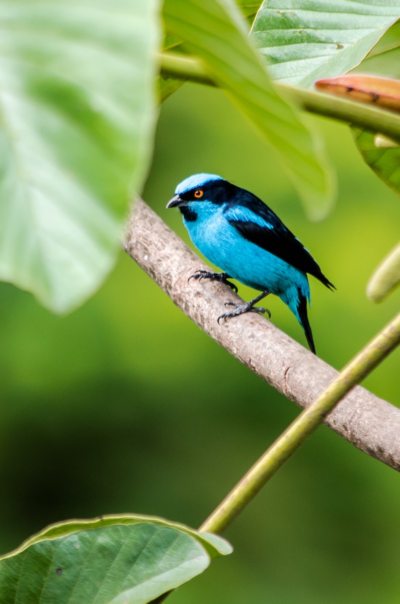 Turquoise Dacnis - ML114968471