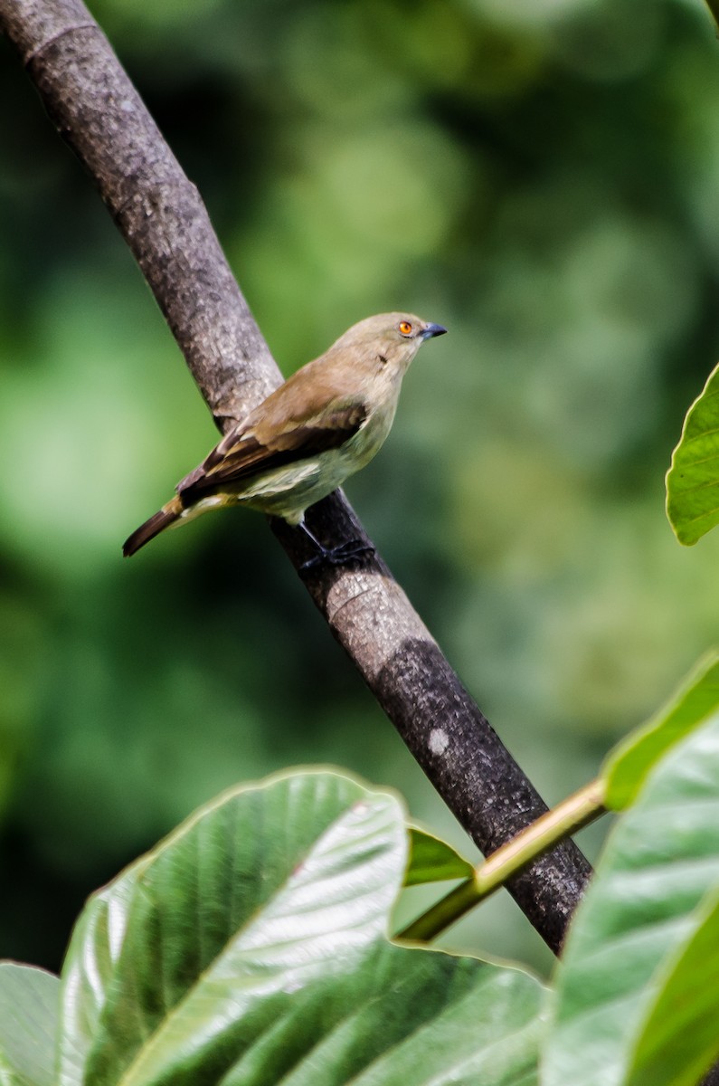 Turquoise Dacnis - ML114968481