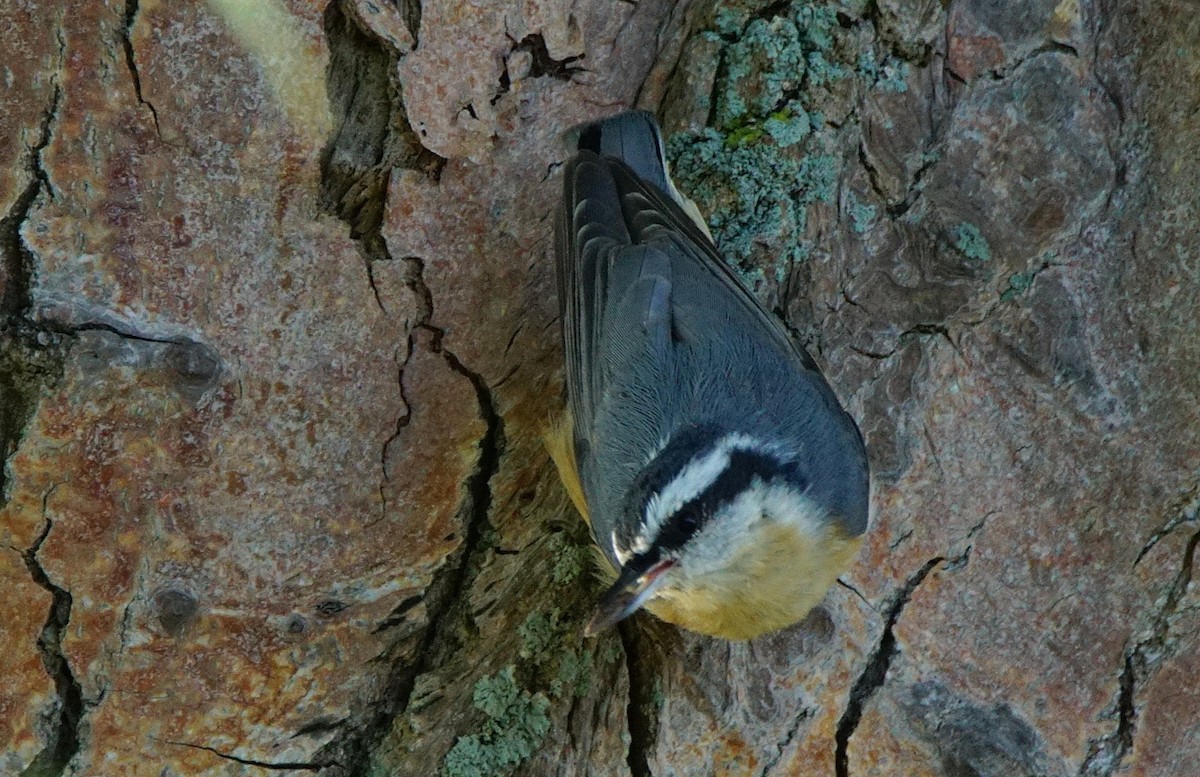 Red-breasted Nuthatch - ML114970361