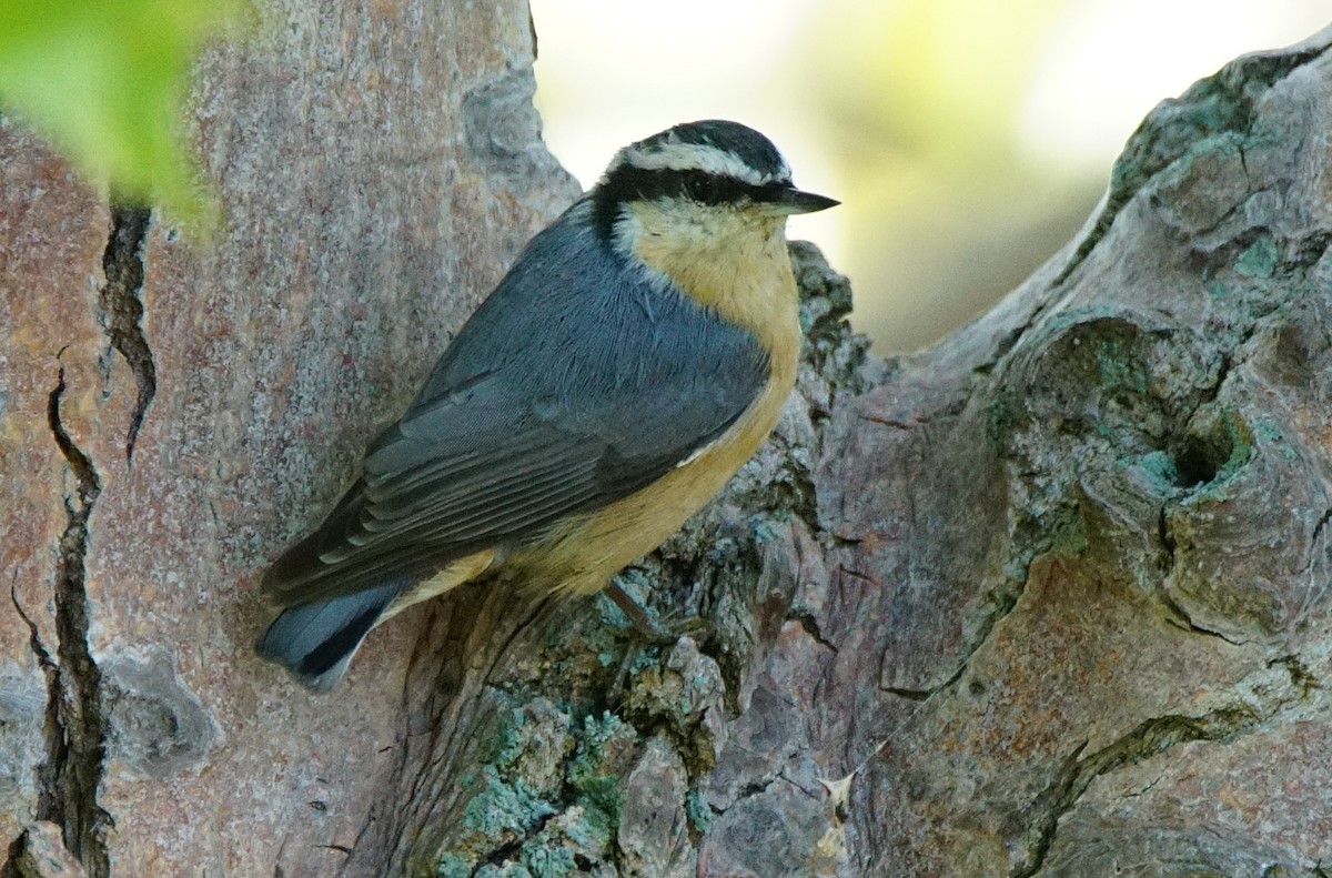 Red-breasted Nuthatch - ML114970381