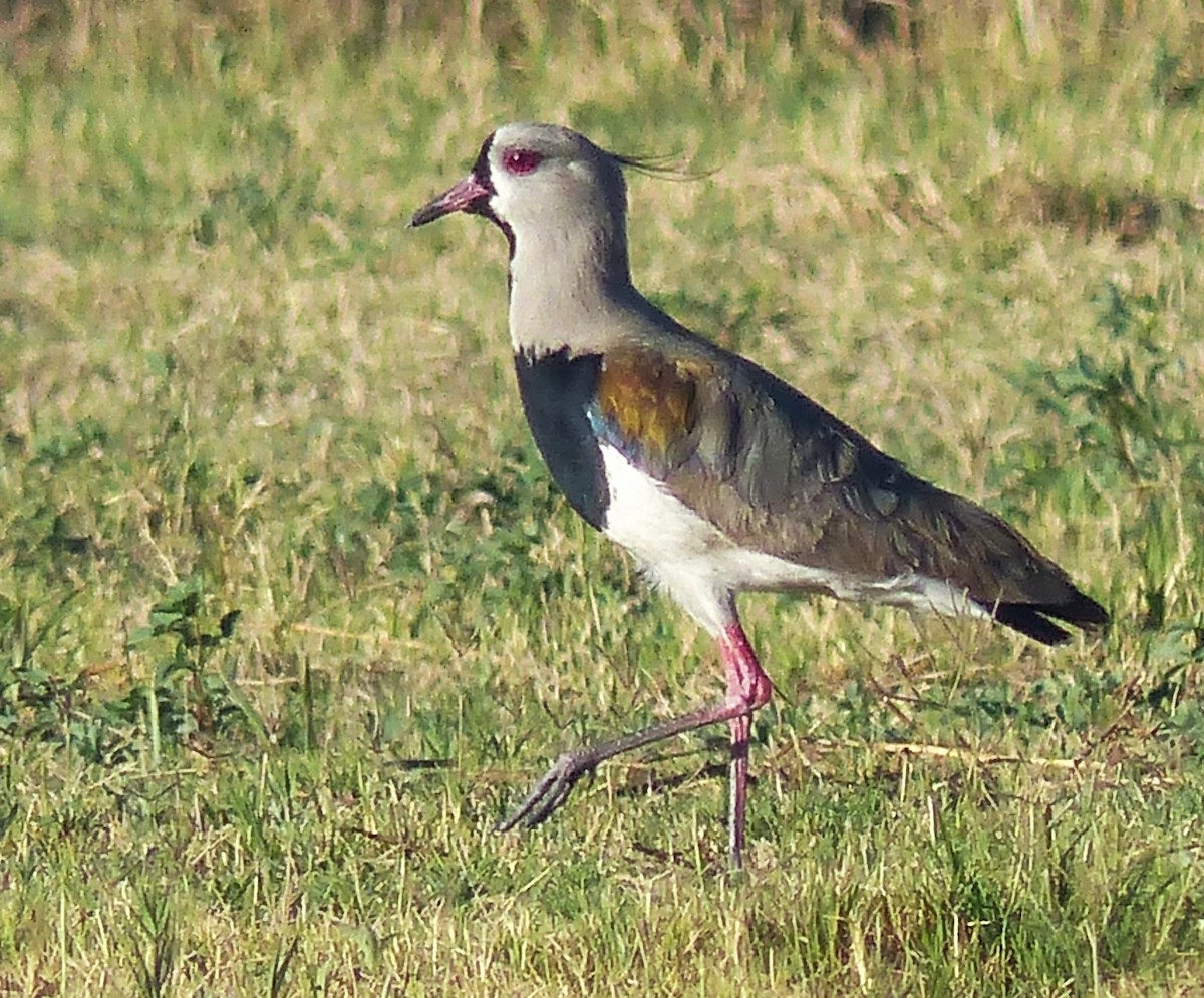 Southern Lapwing - ML114971061