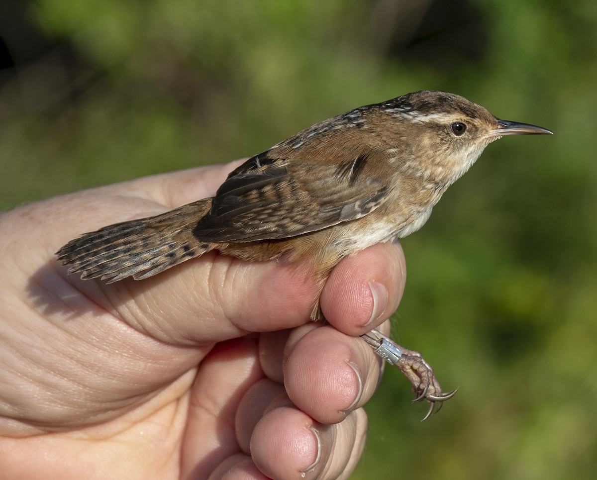 Marsh Wren - ML114973131