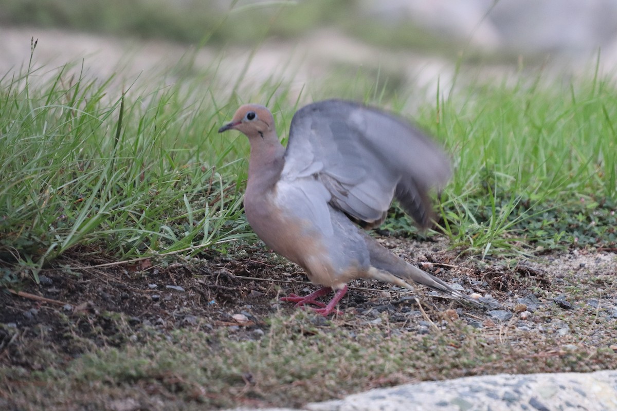 Mourning Dove - Daniel Kaplan