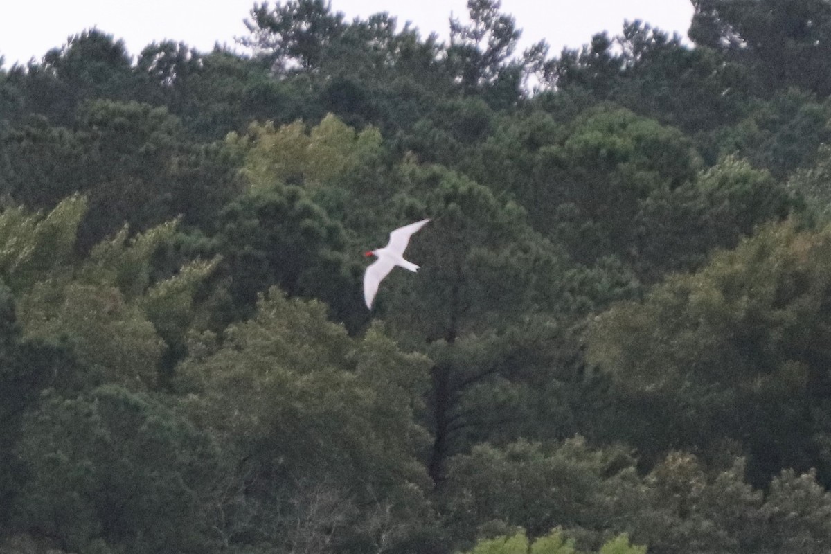 Caspian Tern - ML114977821