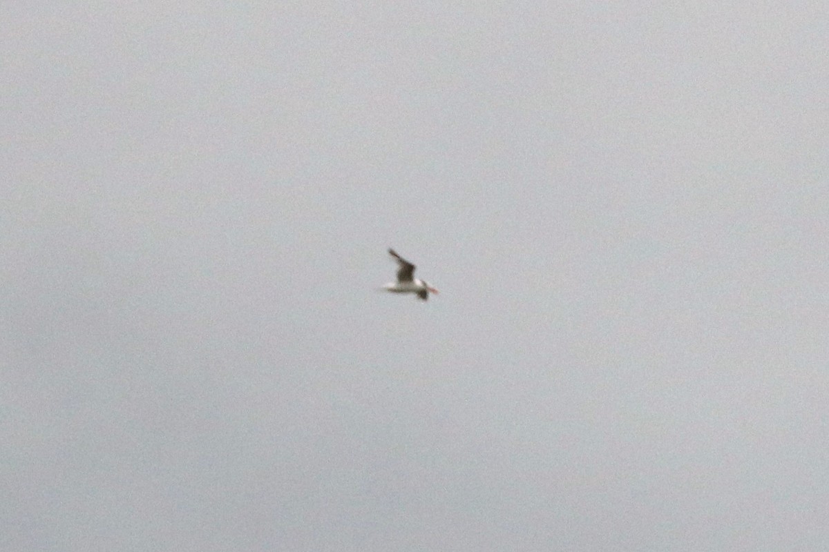 Royal Tern - ML114978031