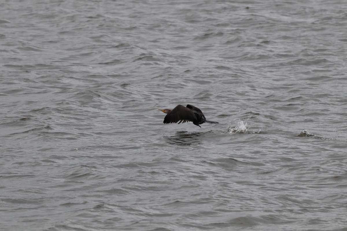 Double-crested Cormorant - Daniel Kaplan