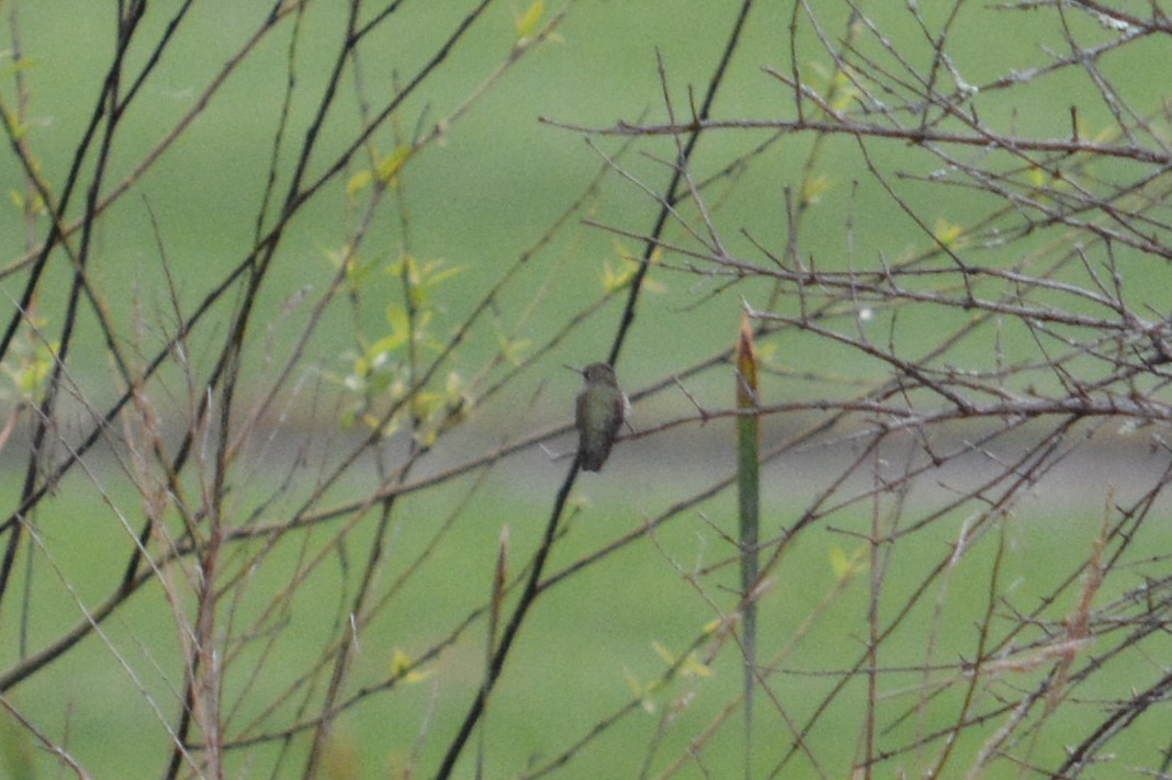 Yakut Boğazlı Kolibri - ML114979161