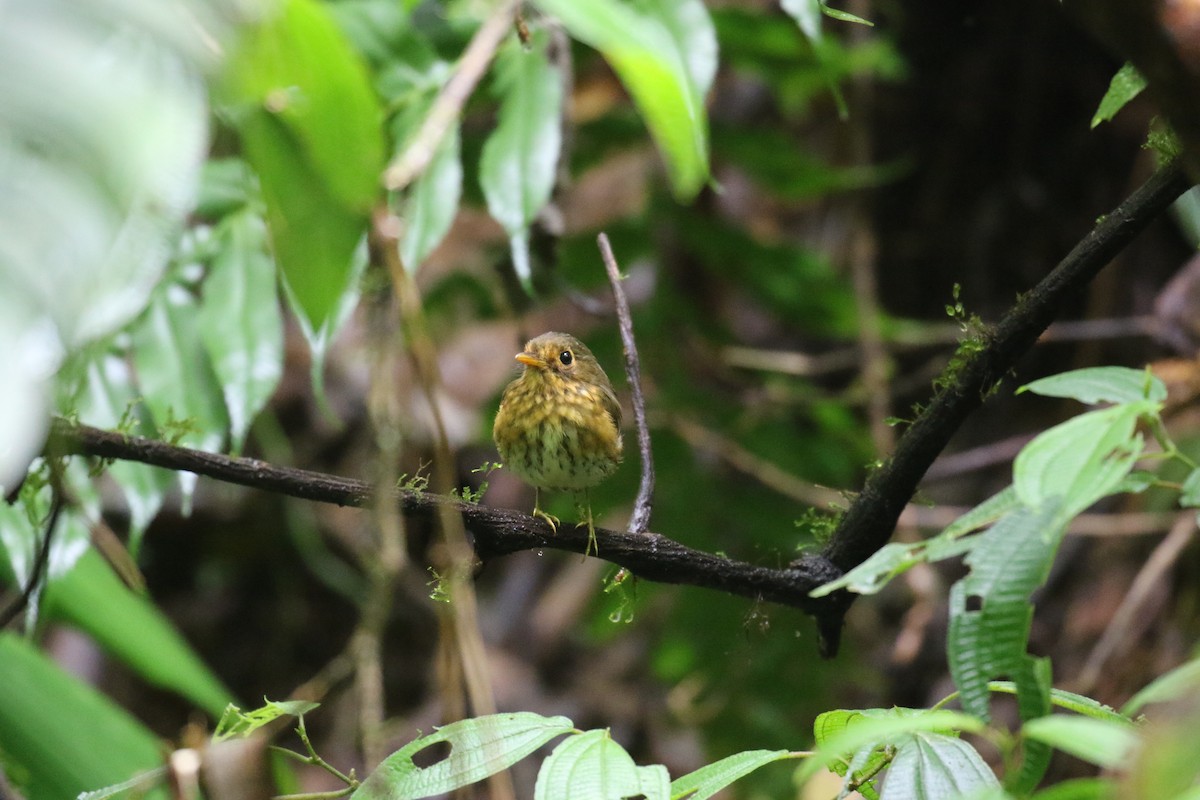 Ochre-breasted Antpitta - ML114981391