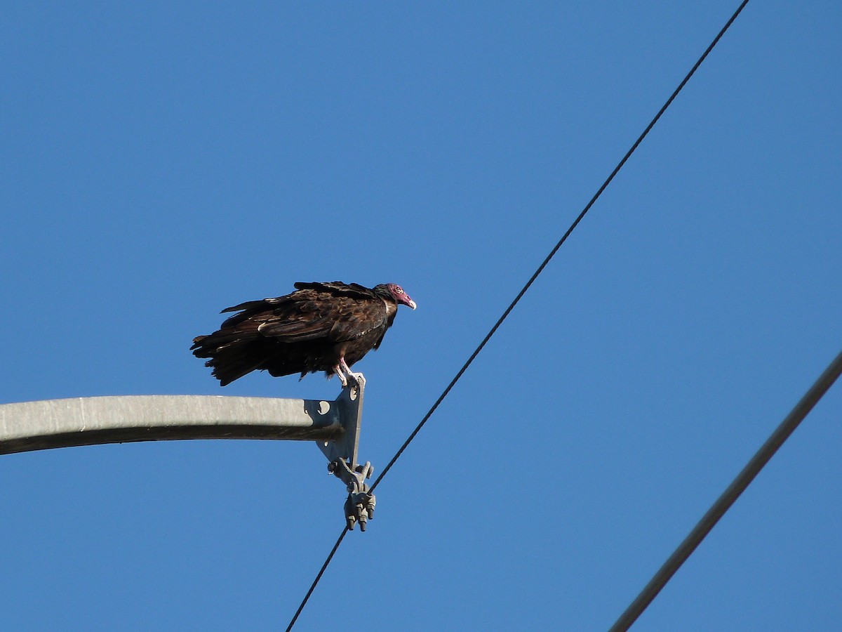 Turkey Vulture - ML114981861