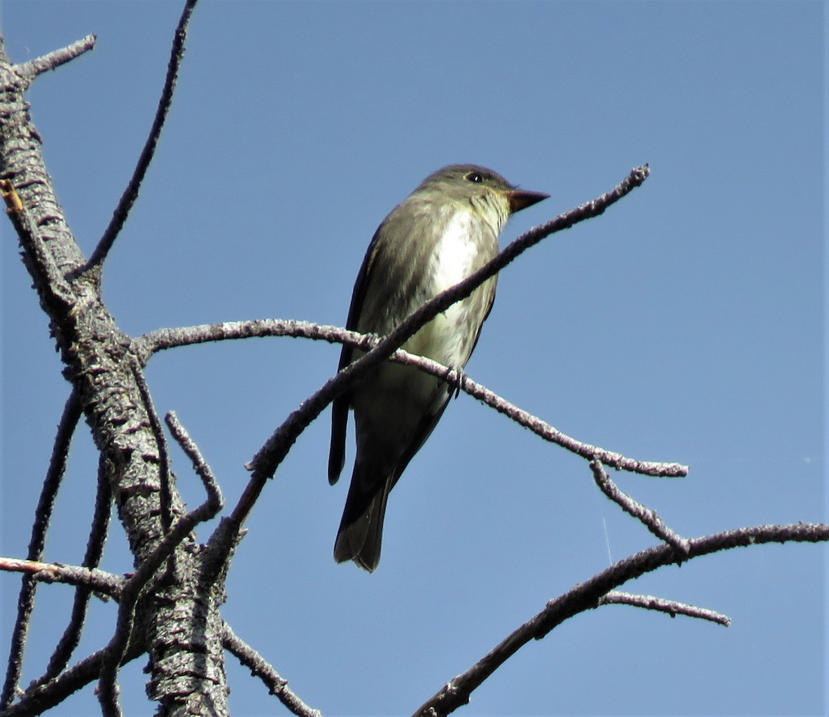 Olive-sided Flycatcher - ML114982421