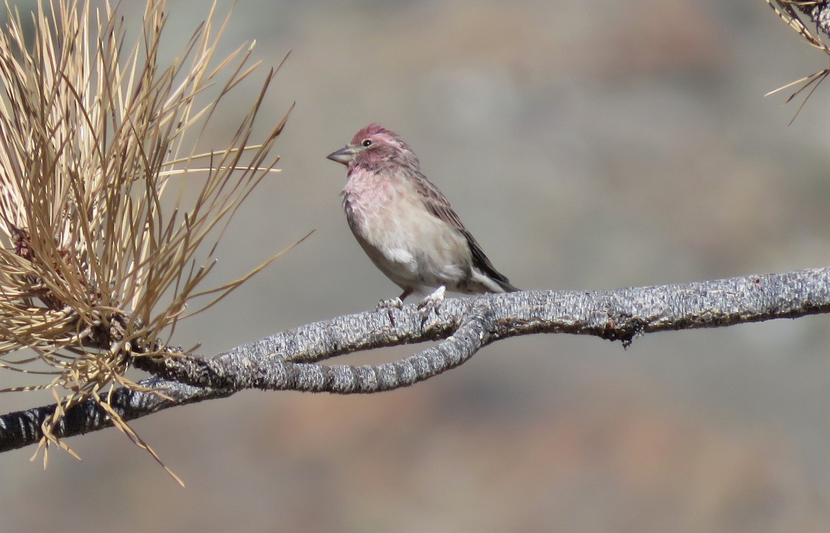 Cassin's Finch - ML114982481