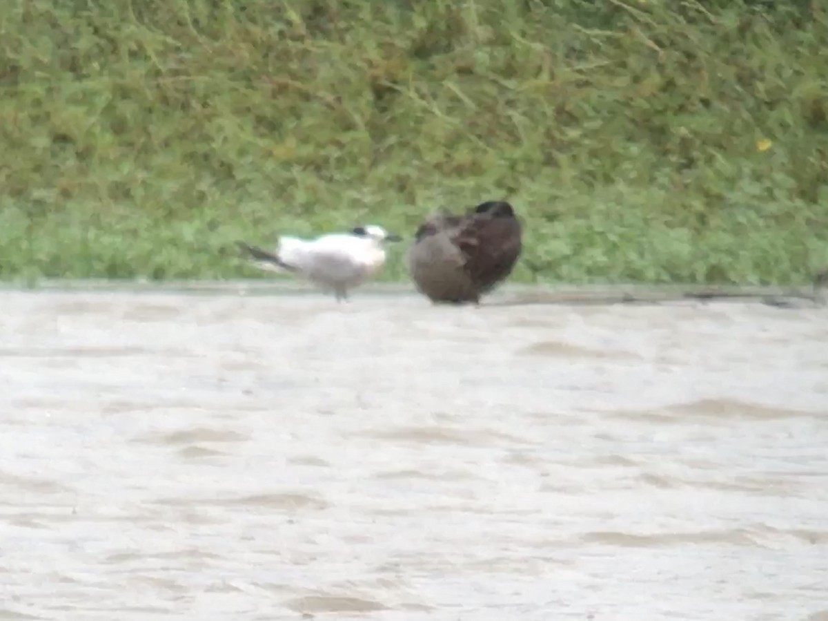 Sandwich Tern - ML114983751