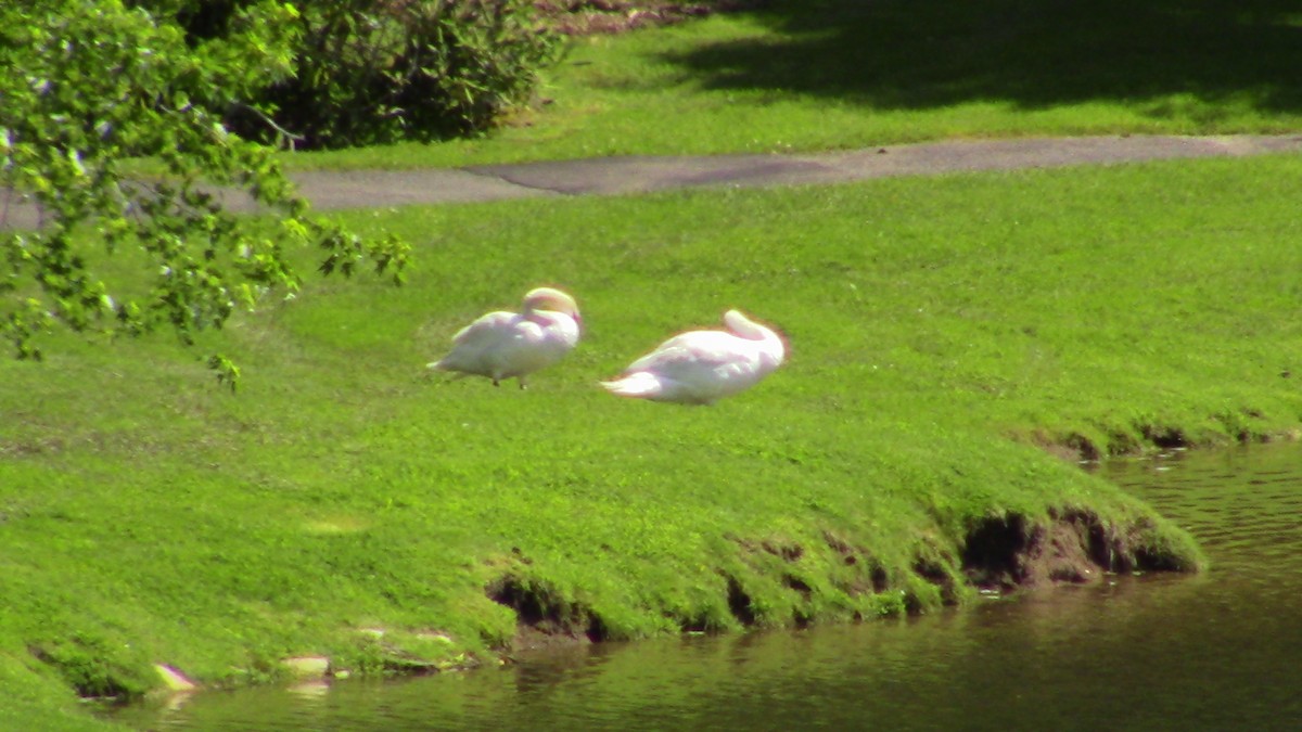 Cygne tuberculé - ML114983831