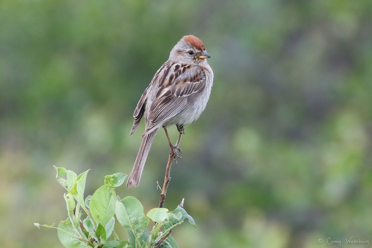 American Tree Sparrow - ML114985151