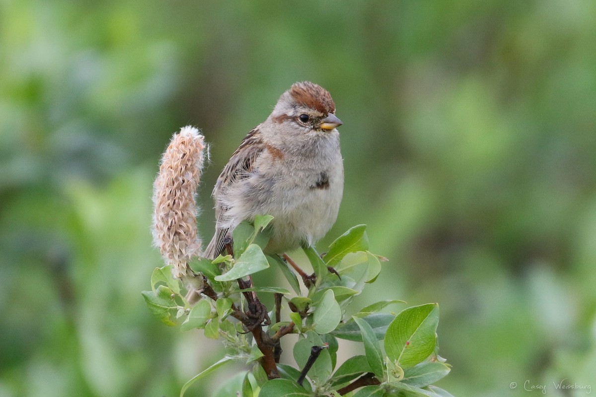 American Tree Sparrow - ML114985161