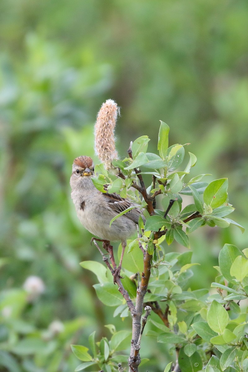 American Tree Sparrow - ML114985171