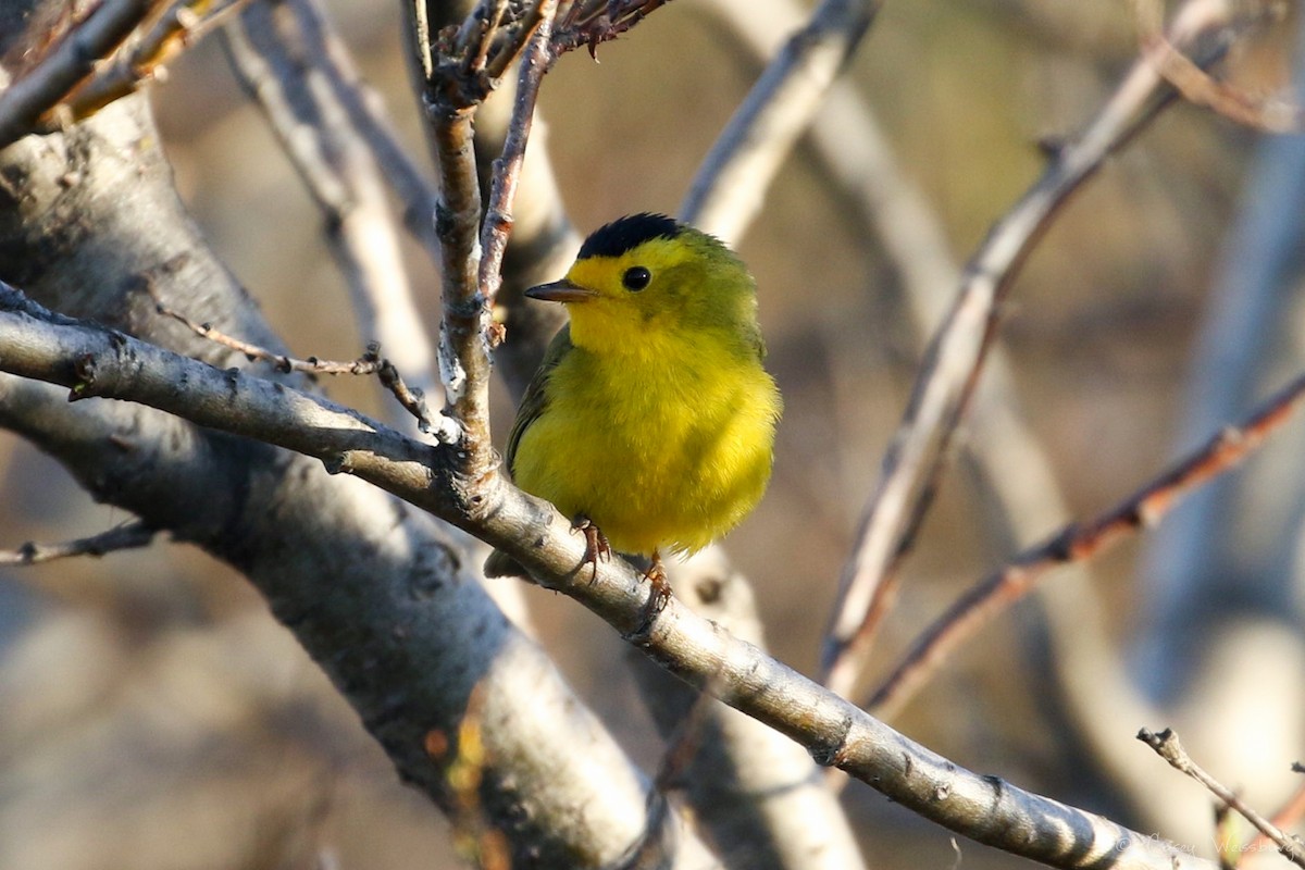 Wilson's Warbler - ML114986341