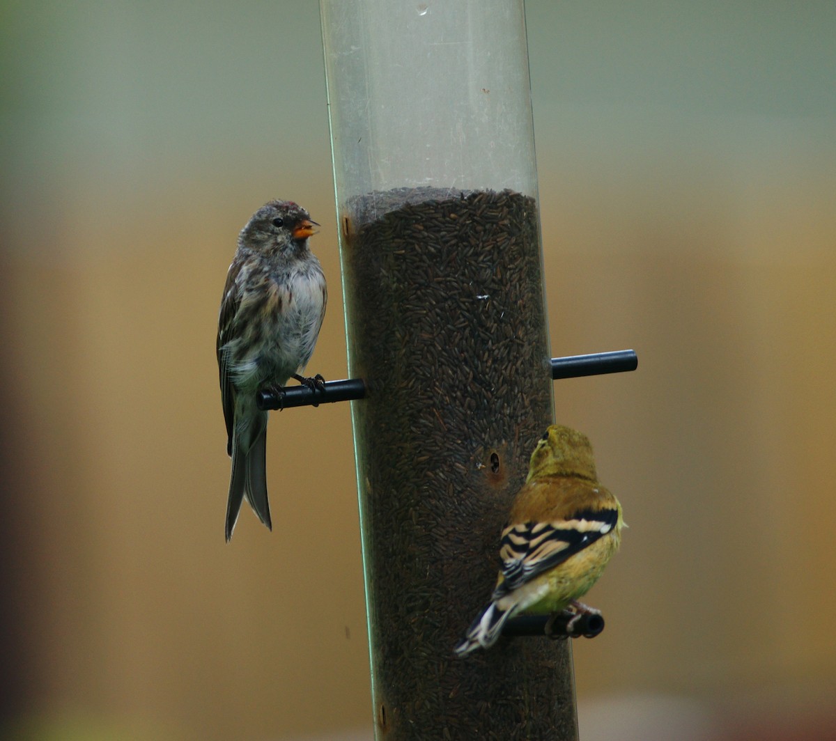 Common Redpoll - ML114986661