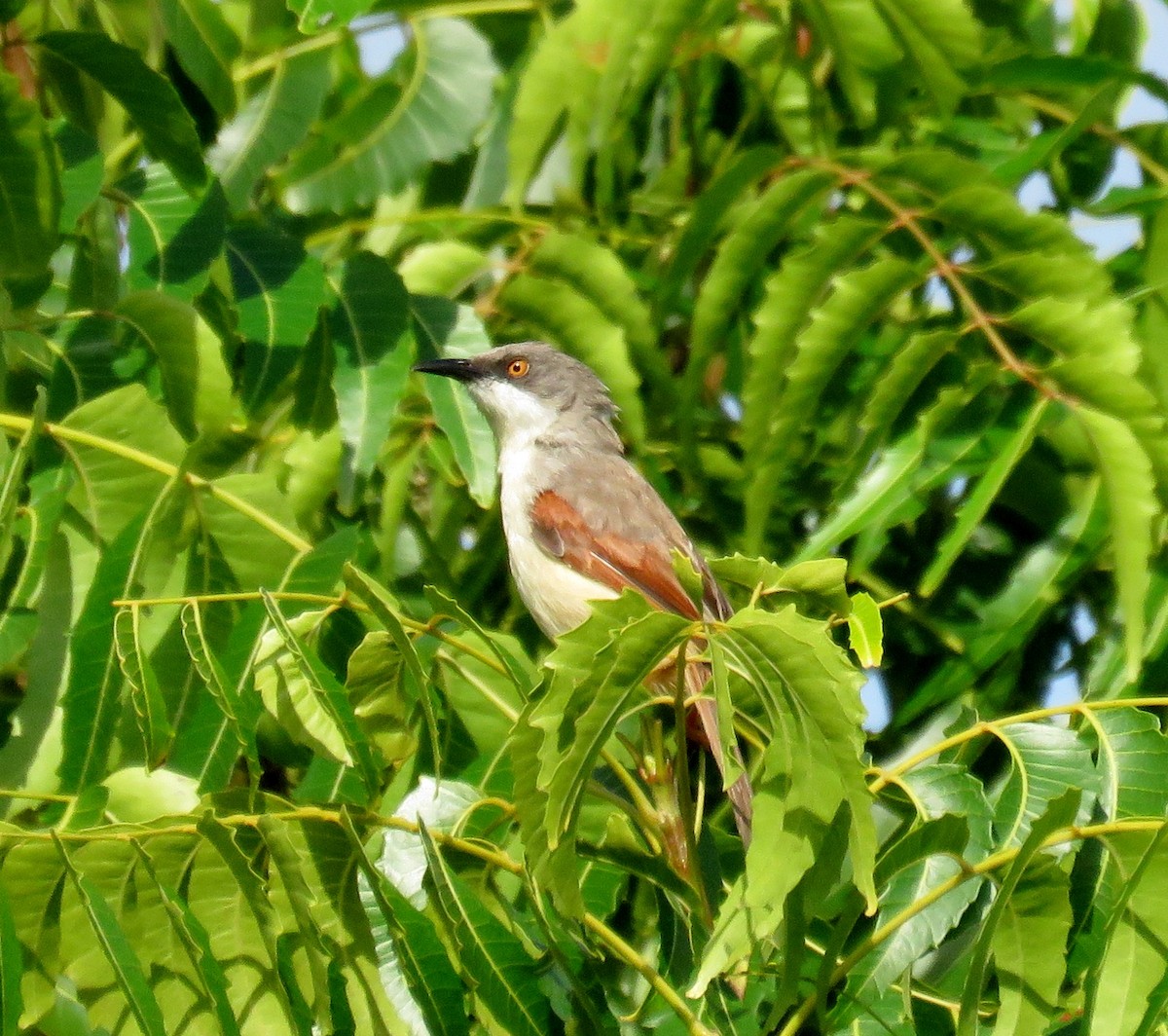 Red-winged Prinia - ML114987061