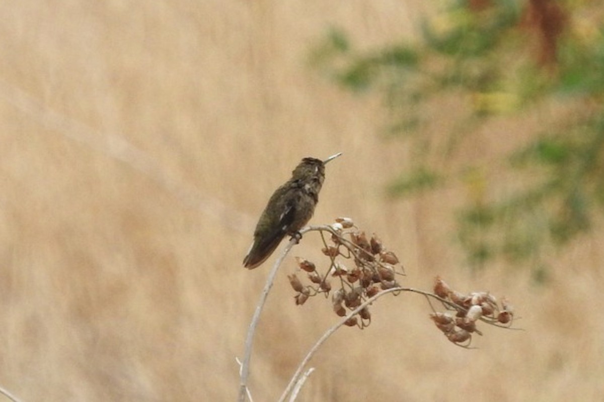 Colibrí de Allen - ML114988851