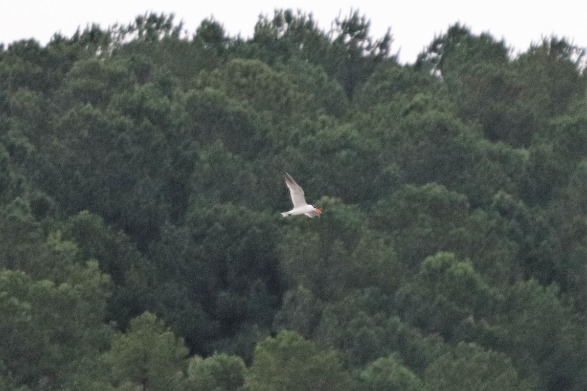 Caspian Tern - ML114989071