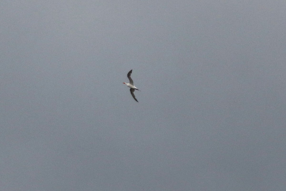 Royal Tern - ML114989131