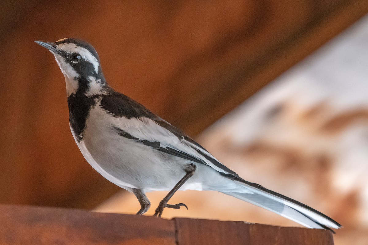 African Pied Wagtail - ML114991791
