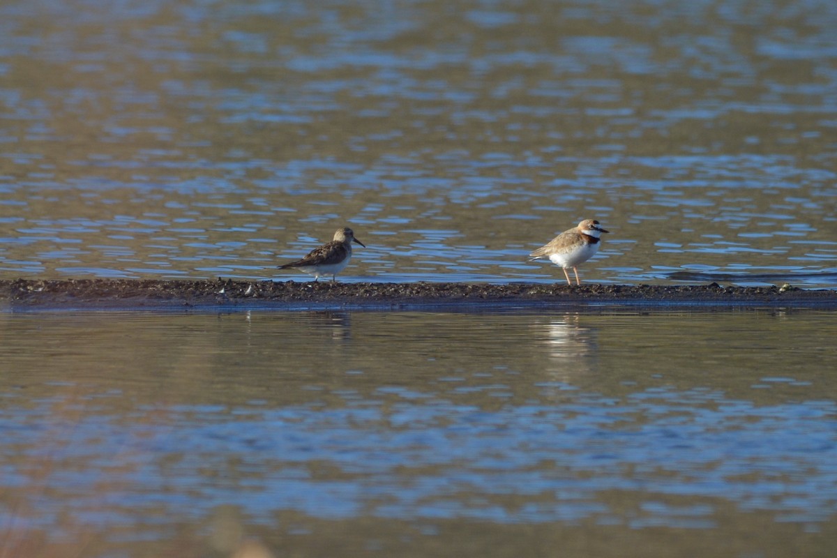 Collared Plover - ML114992921