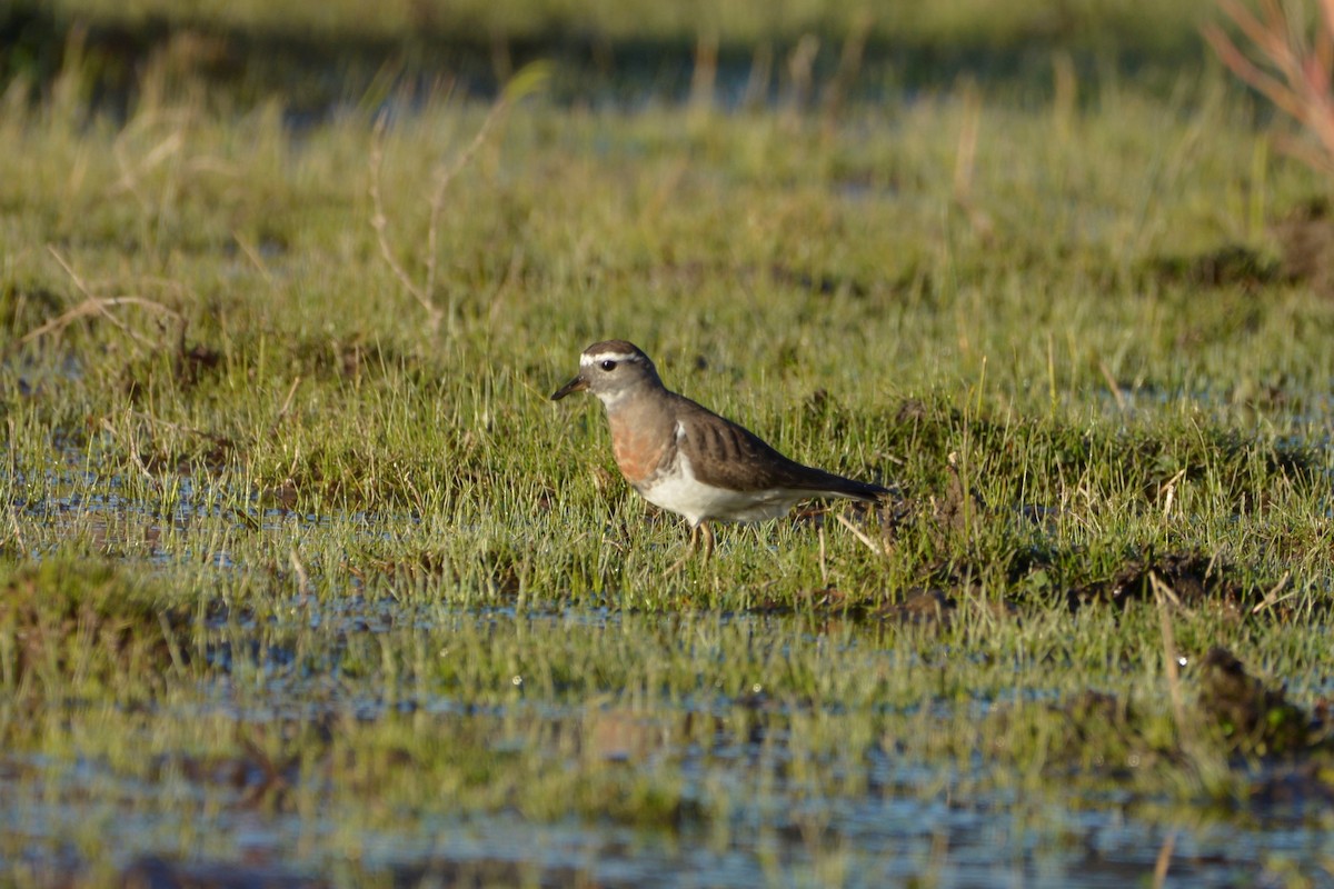Rufous-chested Dotterel - ML114993461