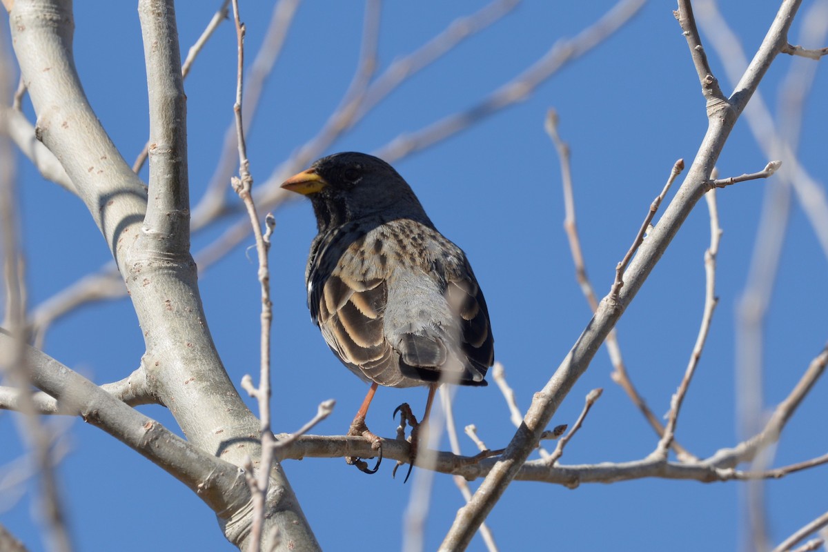 Mourning Sierra Finch - ML114994501