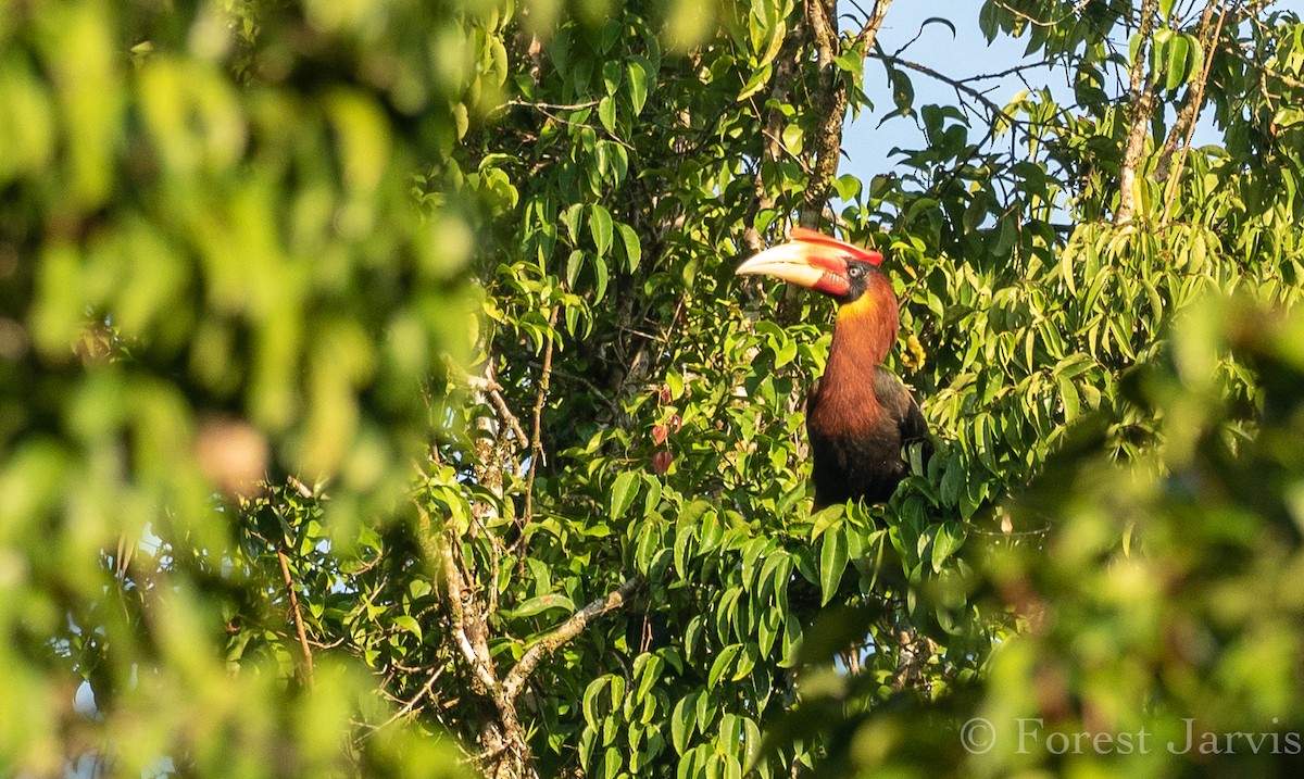 Rufous Hornbill - ML114996831