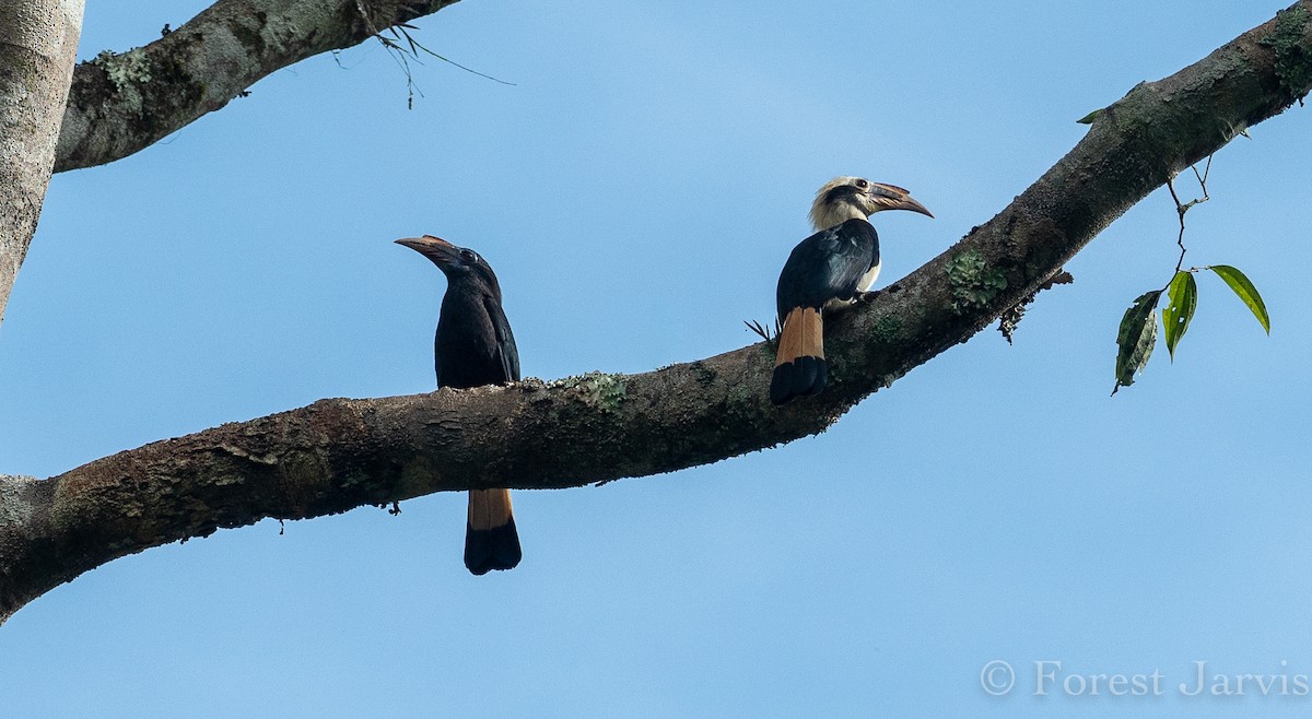 Mindanao Hornbill - ML114997121