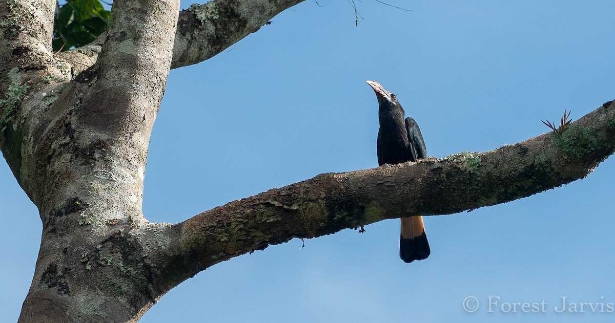 Mindanao Hornbill - ML114997141