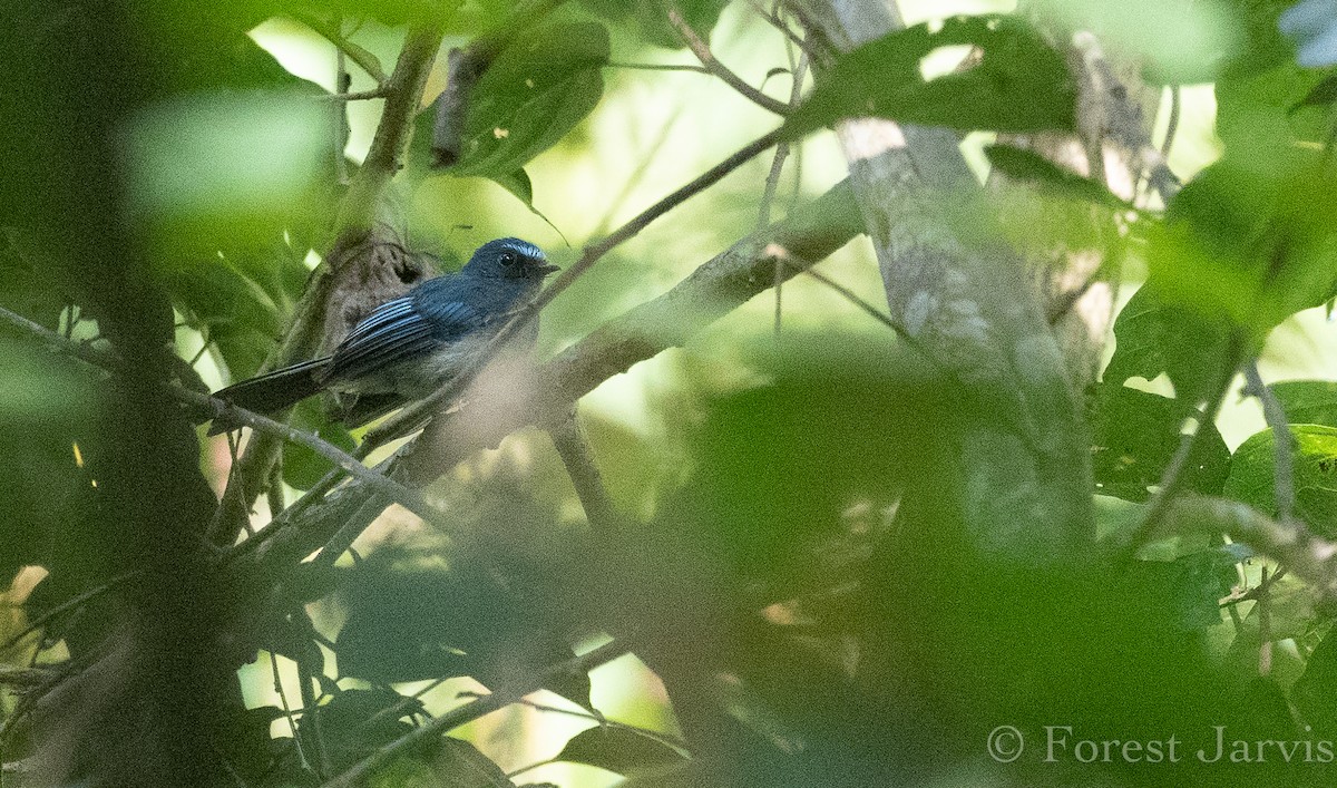 Blaubrauen-Fächerschwanz - ML114997381