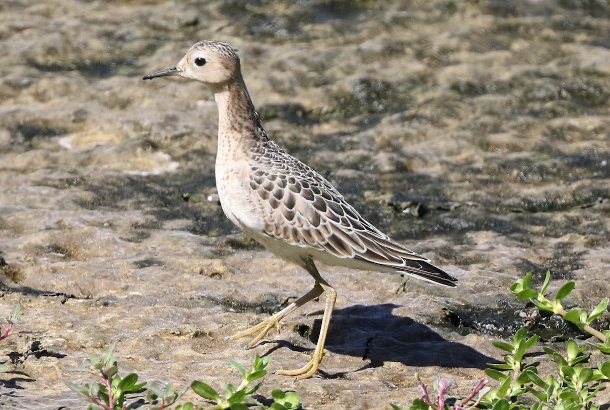 Buff-breasted Sandpiper - Jim Zenor