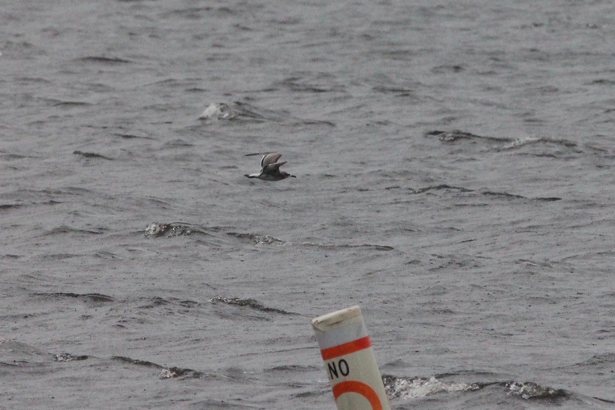 Laughing Gull - ML114997741