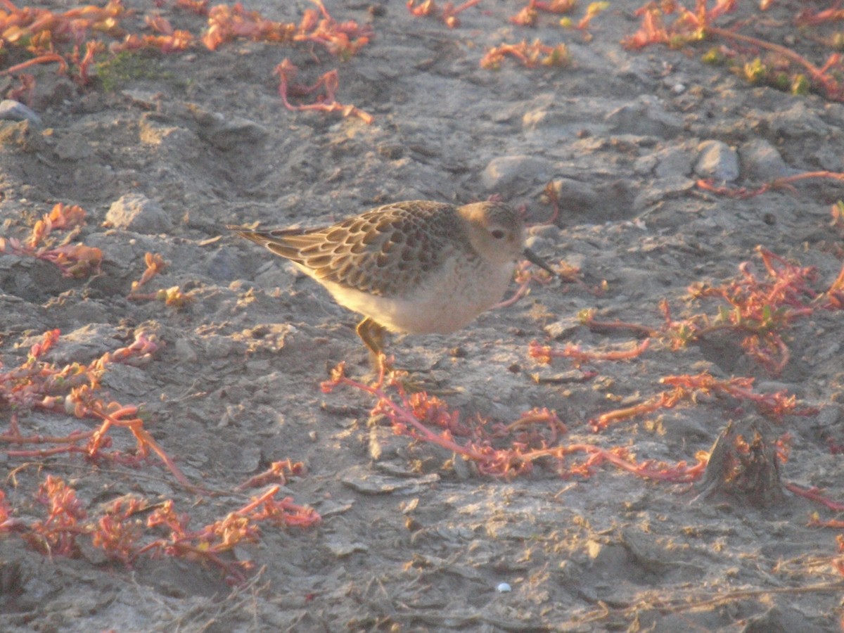 Buff-breasted Sandpiper - Roger Schoedl