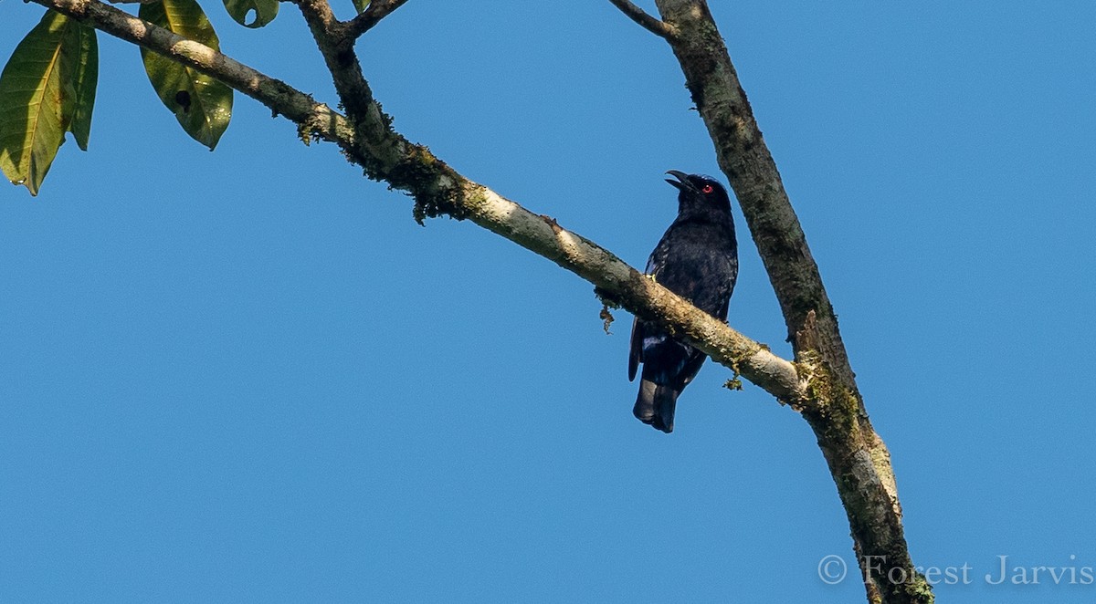 Philippine Fairy-bluebird - ML114997931