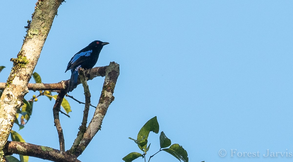 Philippine Fairy-bluebird - ML114997951